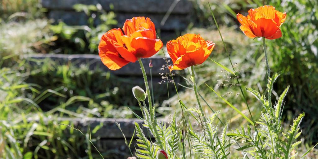 Red poppies on a staircase