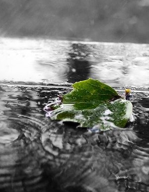 https://pixabay.com/de/photos/gr%C3%BCn-blatt-natur-makro-pf%C3%BCtze-84649/ Jammern hilft nur fuer kurze Zeit